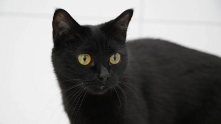 Los carneros, los cabritos, las gallinas, los conejos o los gatos negros son los animales más usados para estos ritos
