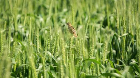 Un pájaro en un campo de cereal