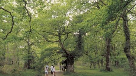 Bosques