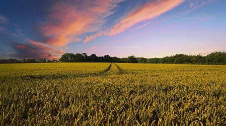 Imagen de archivo de un paisaje de campo de cereal