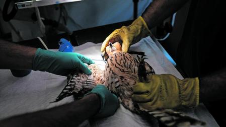 Recuperación de una de las especies atendida en el Centro de la Fauna Silvestre de Ilundain