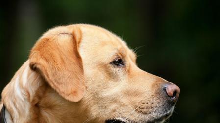 Perro labrador