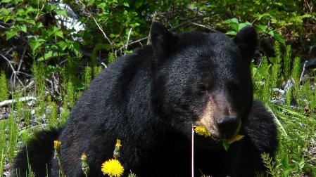 Imagen de archivo de un oso negro