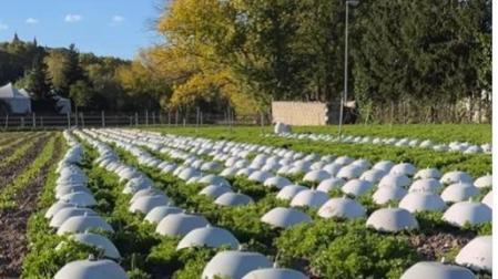 Un campo de escarolas en la Magdalena, con sus característicos gorros blancos