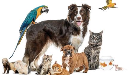 En el caso de los perros -la mascota más abundante en España- la pérdida del interés por el animal es la segunda causa de abandono