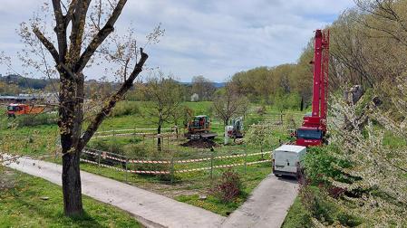 Las mejoras medioambientales en la Ripa de Beloso: 250 nuevos árboles y una inversión de 123.000 euros