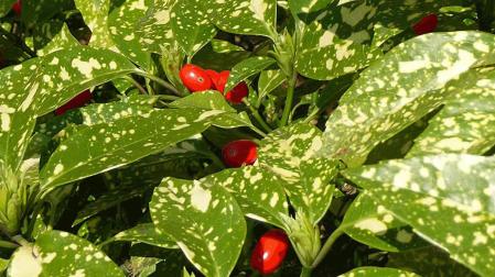 Ejemplar de Aucuba Japonica