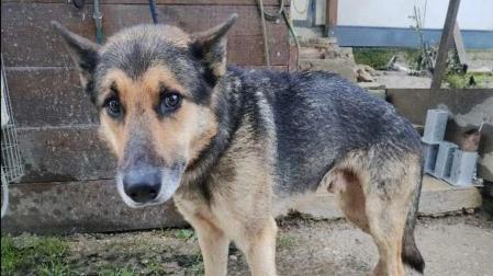 Perro abandonado en Orkoien