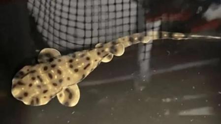 Yoko, el tiburón nacido en un tanque sin machos en Luisiana
