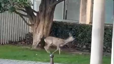 El animal, herido, fue recogido por miembros de Guarderío de Medio Ambiente junto a la Policía Municipal tras huir y  refugiarse bajo un coche en la calle Monasterio de Tulebras