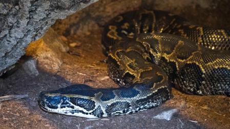 Pitón de Seba (Python sebae)