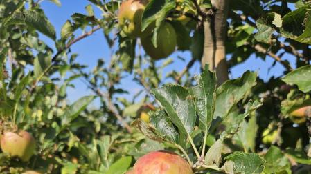 Un racimo de manzanas en un árbol dañadas por el pedrisco