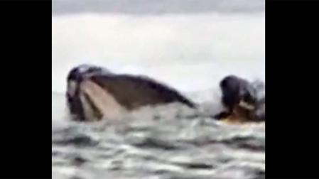 Momento en el que la ballena se traga al joven venezolano