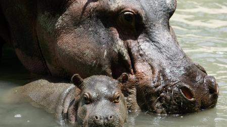 Fotografía de archivo fechada el 13 de agosto de 2014 de una cría de hipopótamo junto a su madre en el zoológico Santa Fe, en Medellín (Colombia)