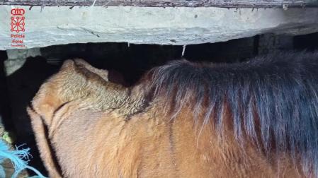 Estado en el que se encontraba uno de los caballos