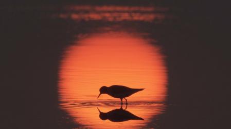 Una imagen de 'Flyways' ('Rutas migratorias: el viaje desconocido de las aves limícolas migratorias'), una de las películas que se proyectan.