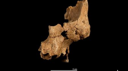 Fragmento (ATE7-1) izquierdo de la cara de un individuo asignado a Homo aff. erectus recuperado en el nivel TE7 de la Sima del Elefante (Sierra de Atapuerca, Burgos). A la izquierda, guijarro de cuarzo con extracción bifacial; arriba a la derecha, ascla de cuarzo y abajo, a la derecha, ascla de sílex Cretácico
