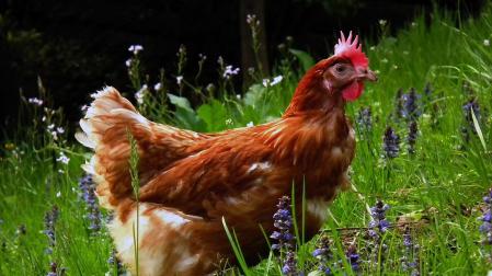 La moda de tener gallinas se extiende también a los centros escolares