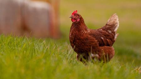Una gallina en libertad