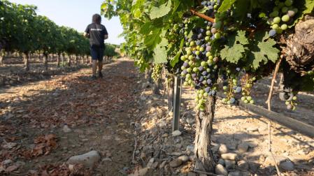Vista de la uva de un viñedo en los días previos a la cosecha