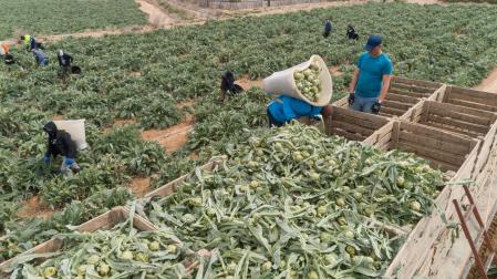 La agricultura y la construcción fueron los sectores donde se generaron empleo el año pasado