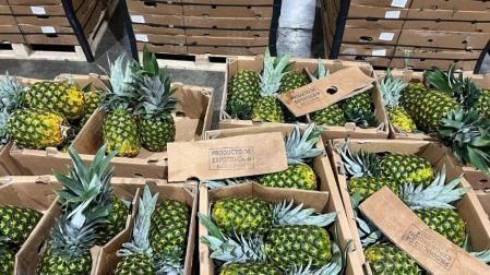 Cajas de piñas en las que se camuflaba la droga