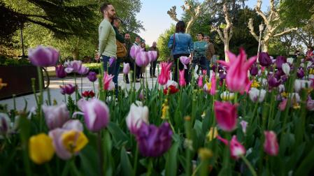 Los tulipanes ofrecen una nueva imagen del parque