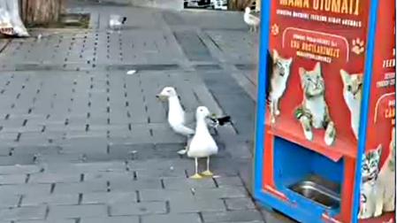 Gaviotas en Estambul que han aprendido a maullar para pedir comida de gato