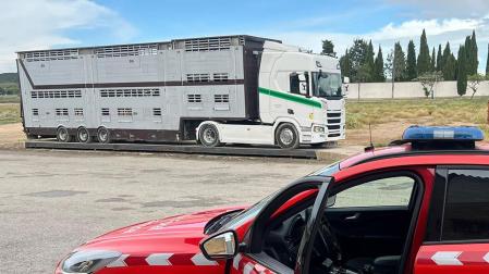 Denunciado un camionero en Valtierra por transportar ganado vivo con un exceso de peso del 23% y sin albarán