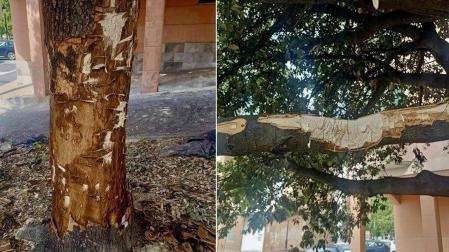 Detalle del tronco, lleno de golpes y de una de las ramas