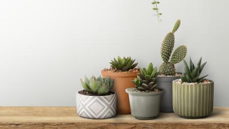 Cactus en diferentes macetas