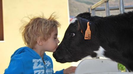 El bienestar de las vacas es la mayor prioridad de Lacturale.