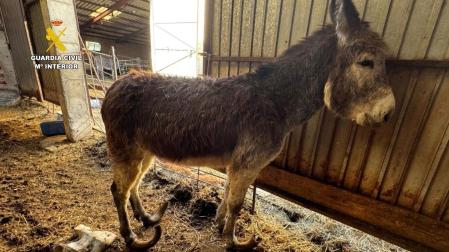 Uno de los burros maltratados por el ganadero investigado en una localidad de Burgos.