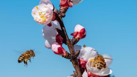 Abejas recolectando néctares de un árbol frutal