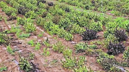 Una de las plantaciones de cáñamo intervenidas hace tres años.