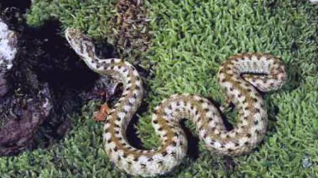 Ejemplar de Víbora áspid hallado en Huesca