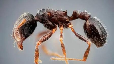 Una de las hormigas identificadas