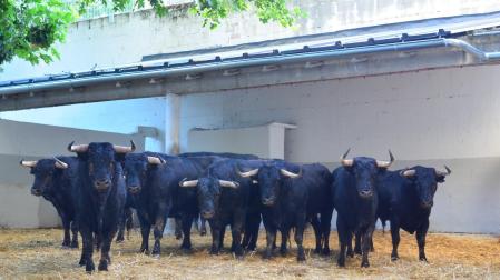 Los utreros de 'Pincha', en los corrales de la Plaza de Toros de Pamplona