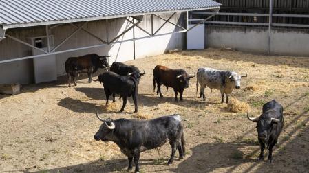 Cebada Gago ha llegado con 7 toros de cara al encierro y corrida del 8 de julio