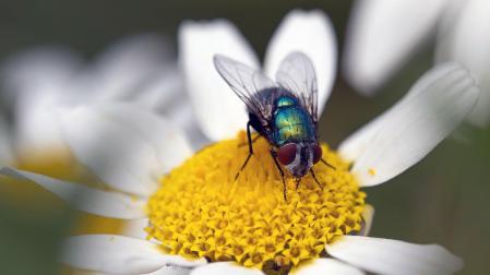 Las moscas recogen bacterias en sus patas, las extienden por sus alas y las dispersan donde se posan
