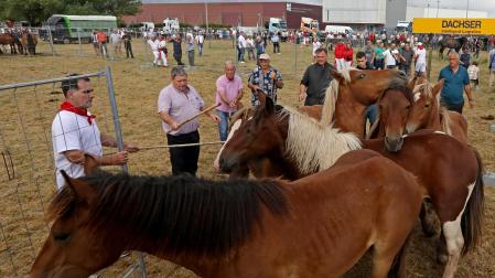 Animales en la feria de ganado equino celebrada, como cada 7 de julio, este lunes en Agustinos