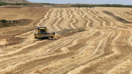 Una cosechadora en un campo cosechado, en el que ya queda rastrojo de trigo