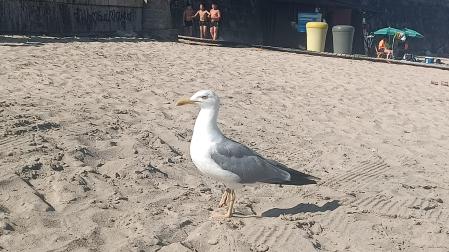 Gaviota en una playa
Gaviota en una playa
Gaviota en una playa