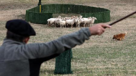 Imagen de una edición anterior del concurso de perros pastores