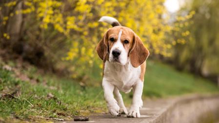 Si tienes dudas sobre qué vacunas necesita tu mascota, consulta siempre con un veterinario