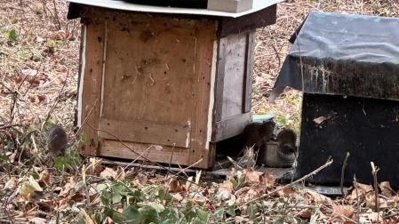 Varias ratas merodean en las casetas de los gatos en Lezkairu