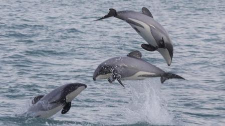 Imagen de los delfines de Héctor