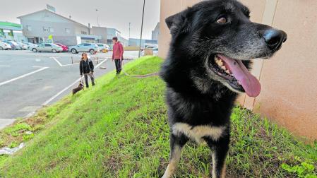 Imagen del exterior del actual refugio para perros que Egapeludos gestiona en instalaciones municipales de Estella.