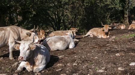 Unas vacas, en un paraje navarro.