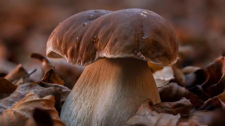 Boletus Ultzama (finalista 'Del origen a la mesa' del Concurso Conocer Navarra 2025)